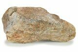Fossil Sauropod Limb Bone Section w/ Metal Stand - Colorado #294910-1